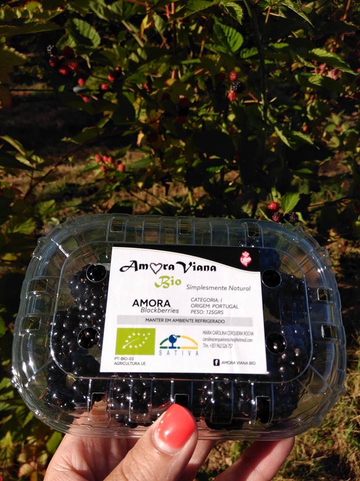Plantação biológica em Viana produz “toneladas” de Amor(a) para a Europa