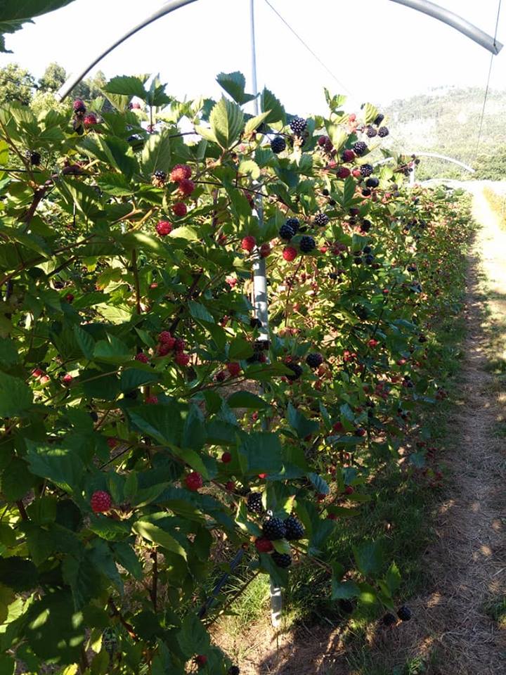 Plantação biológica em Viana produz “toneladas” de Amor(a) para a Europa