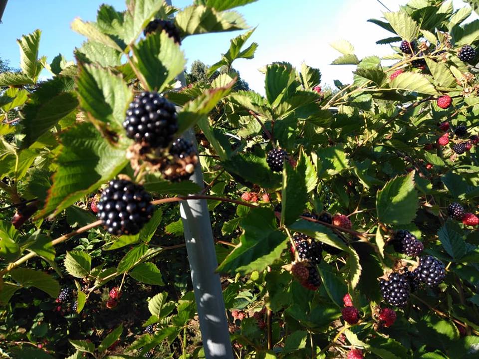 Plantação biológica em Viana produz “toneladas” de Amor(a) para a Europa