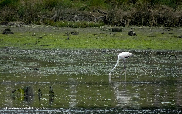 Viana do Castelo recebe a visita de um Flamingo