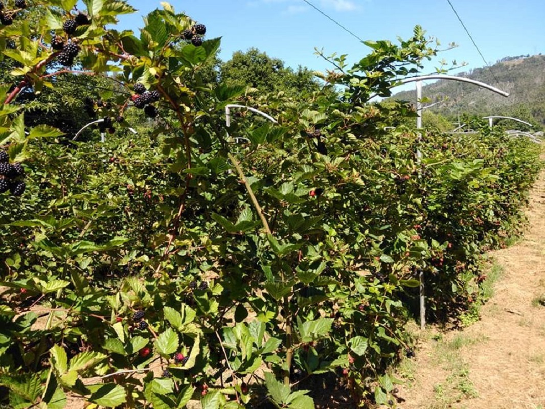 Plantação biológica em Viana produz “toneladas” de Amor(a) para a Europa