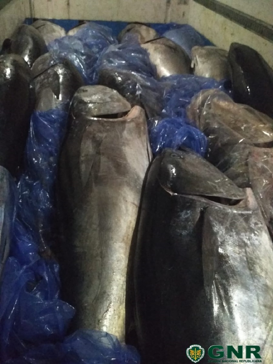 Mais de 18 toneladas de atum rabilho apreendidas no porto de Viana do Castelo