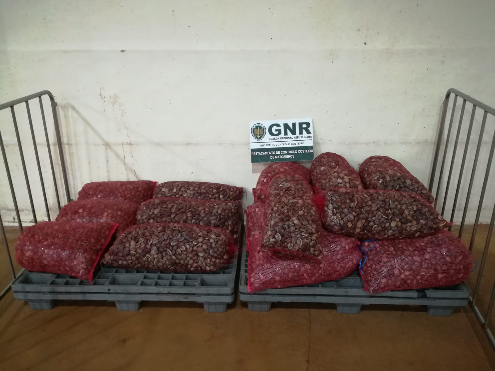 GNR apreende em Viana meia tonelada de amêijoa avaliada em 4.630 euros