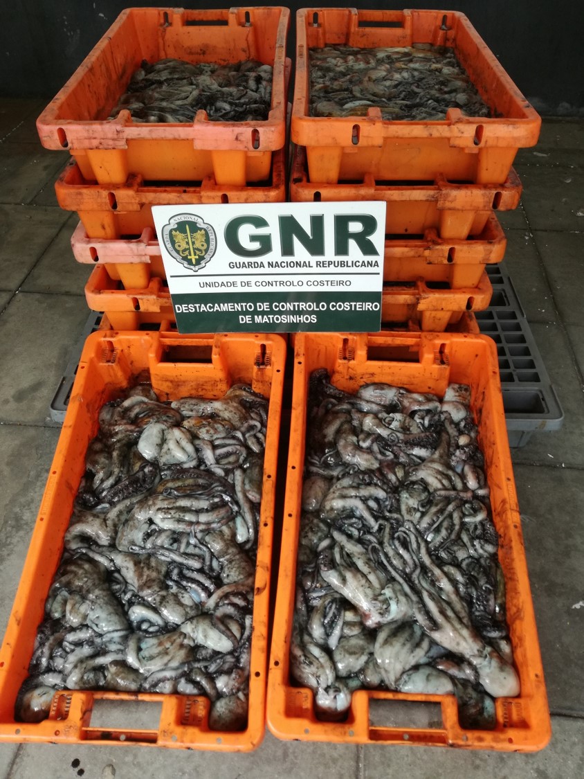 GNR apreende de 230 quilos de polvo em Castelo de Neiva e Matosinhos