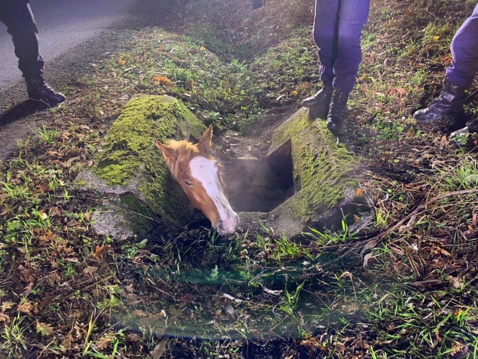 Bombeiros de Arcos de Valdevez resgatam cavalo com mais de 200 quilos de aqueduto