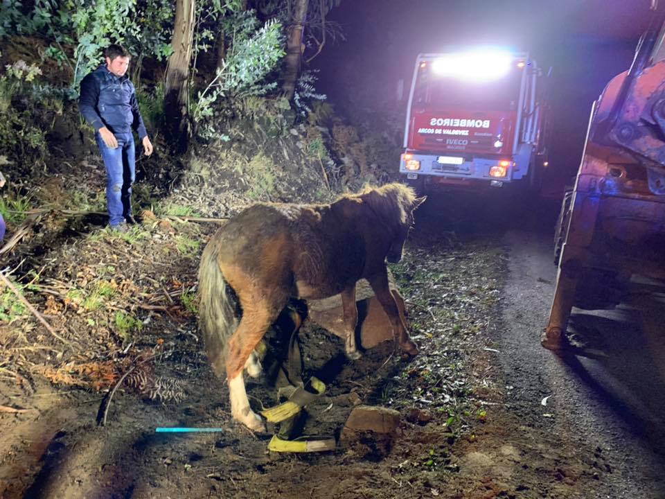 Bombeiros de Arcos de Valdevez resgatam cavalo com mais de 200 quilos de aqueduto