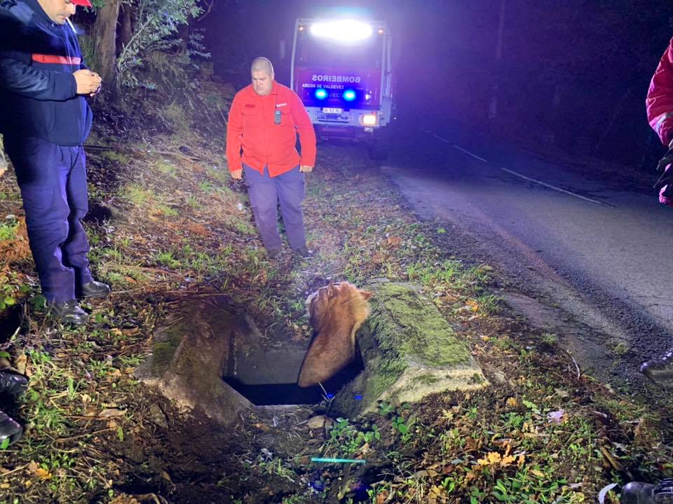 Bombeiros de Arcos de Valdevez resgatam cavalo com mais de 200 quilos de aqueduto