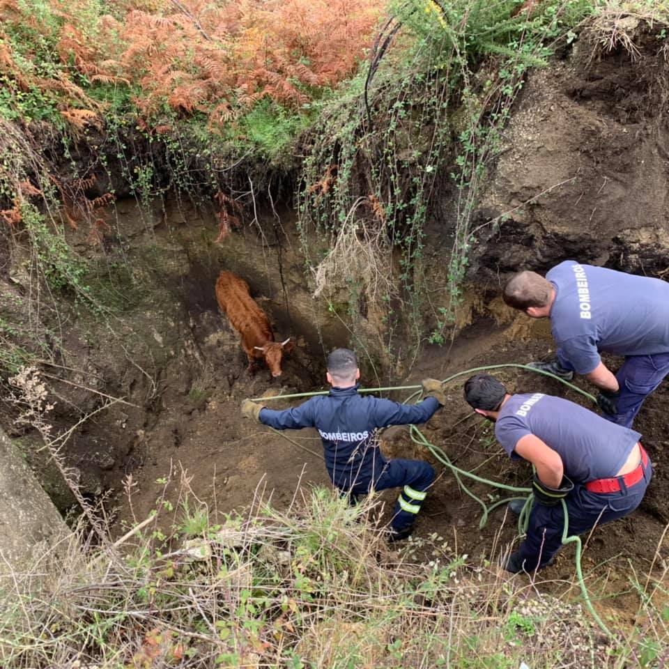 Vaca resgatada com sucesso de buraco de grandes dimensões em Arcos de Valdevez