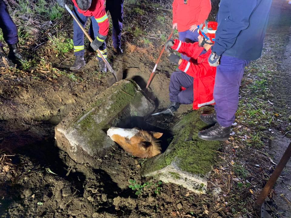 Bombeiros de Arcos de Valdevez resgatam cavalo com mais de 200 quilos de aqueduto