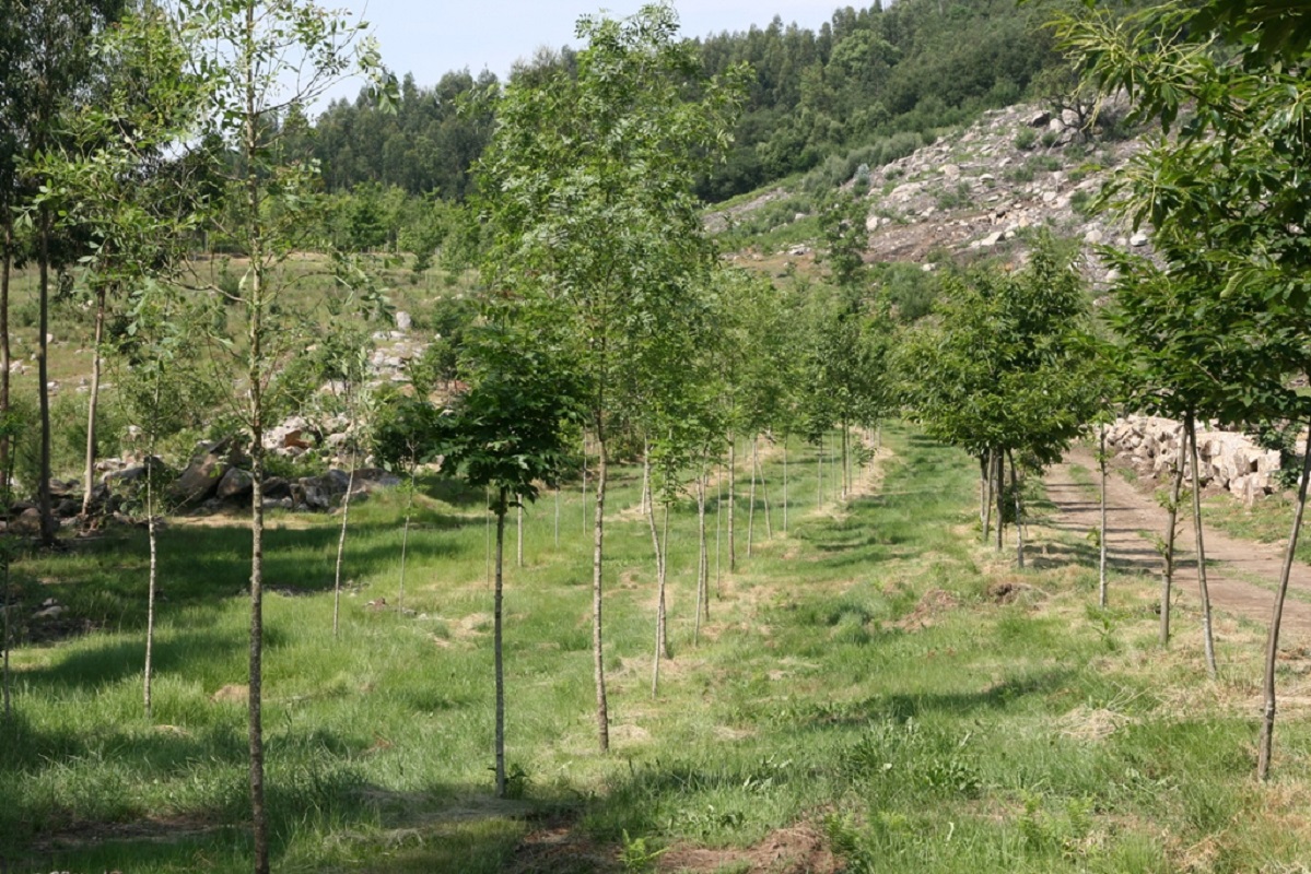 Reflorestação do parque florestal da Quinta de Pentieiros concluída na sexta-feira