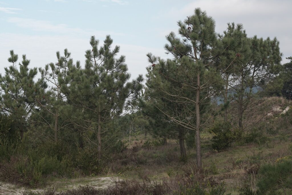Alunos de Viana iniciam recuperação de 9 mil hectares de monumento naturais do concelho