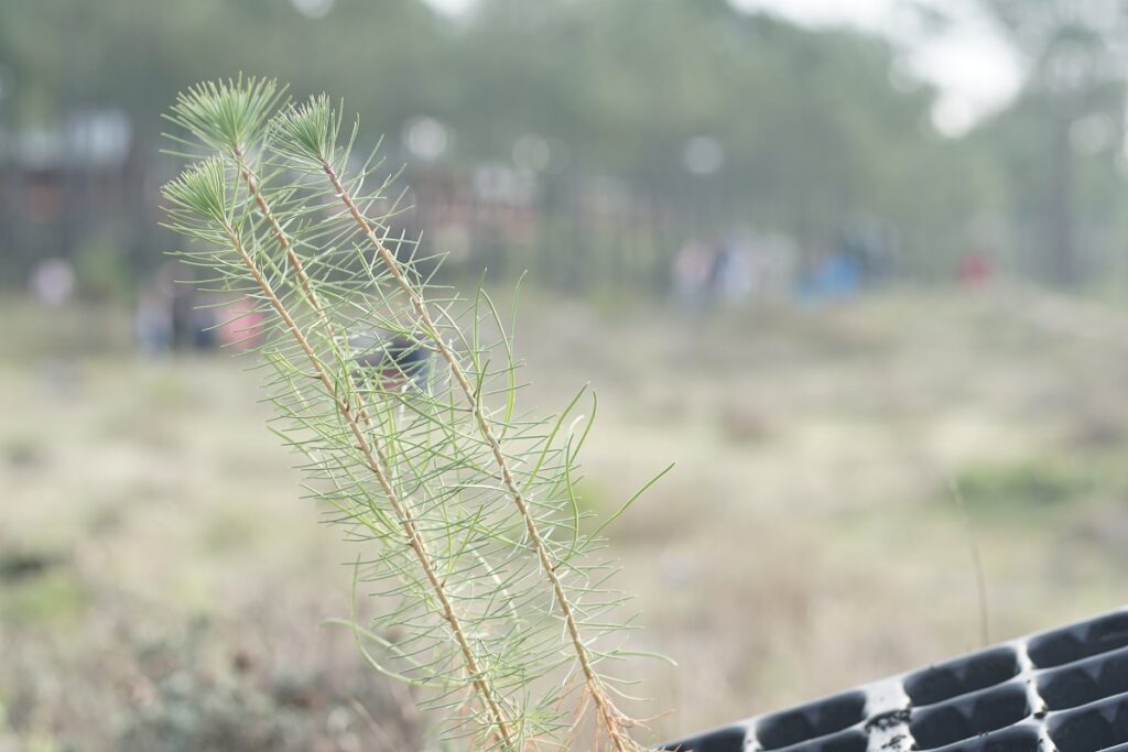 Alunos de Viana iniciam recuperação de 9 mil hectares de monumento naturais do concelho