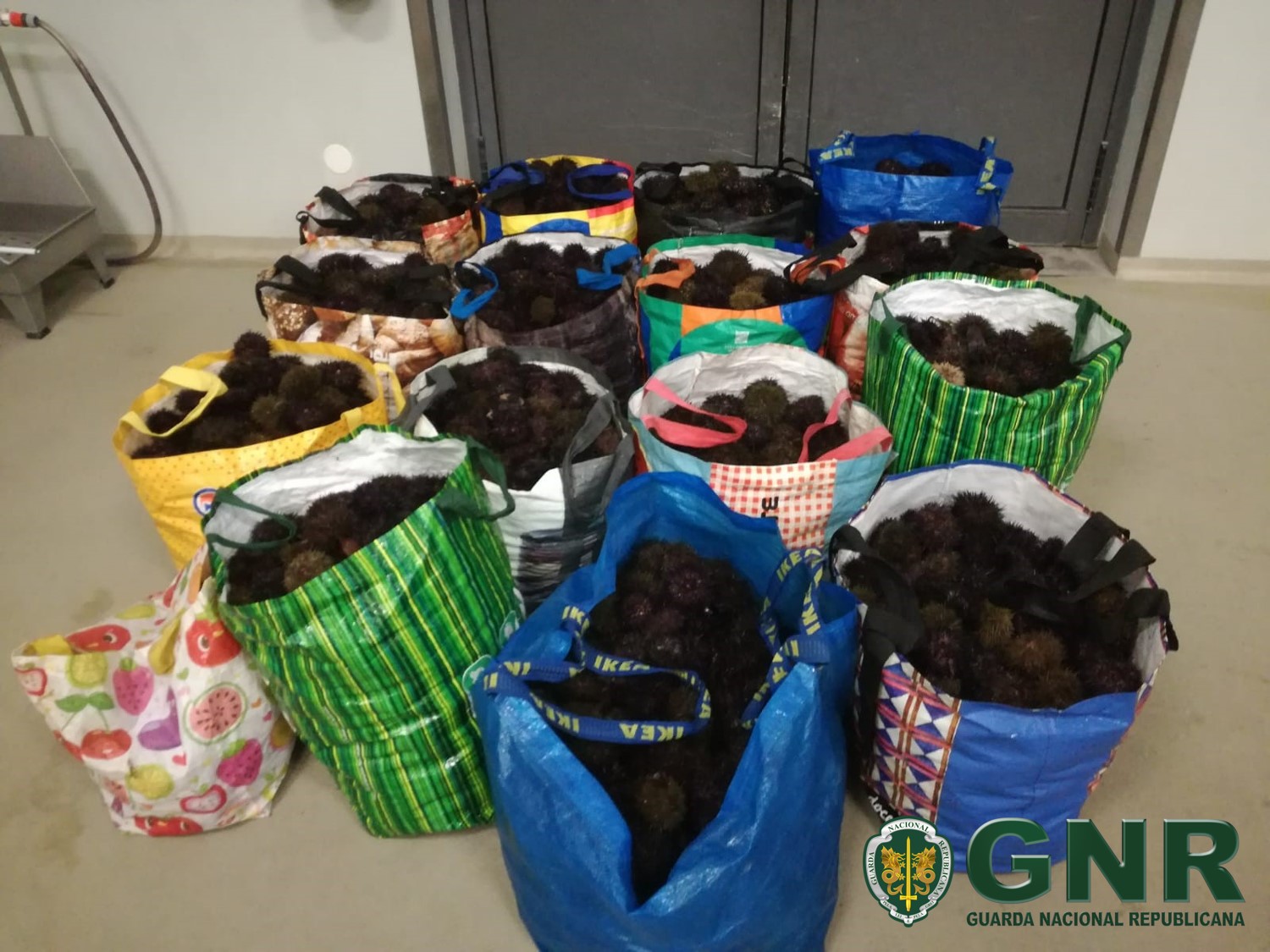 GNR apreende em Viana 300 kg de ouriços no valor de 1.500 euros