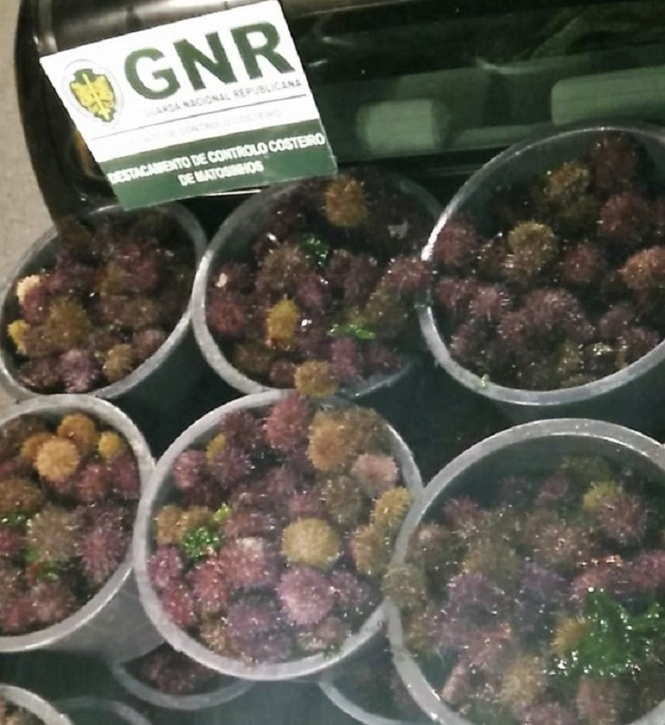 GNR apreende na Praia Norte e em Cerveira quase 300 quilos de ouriços-do-mar