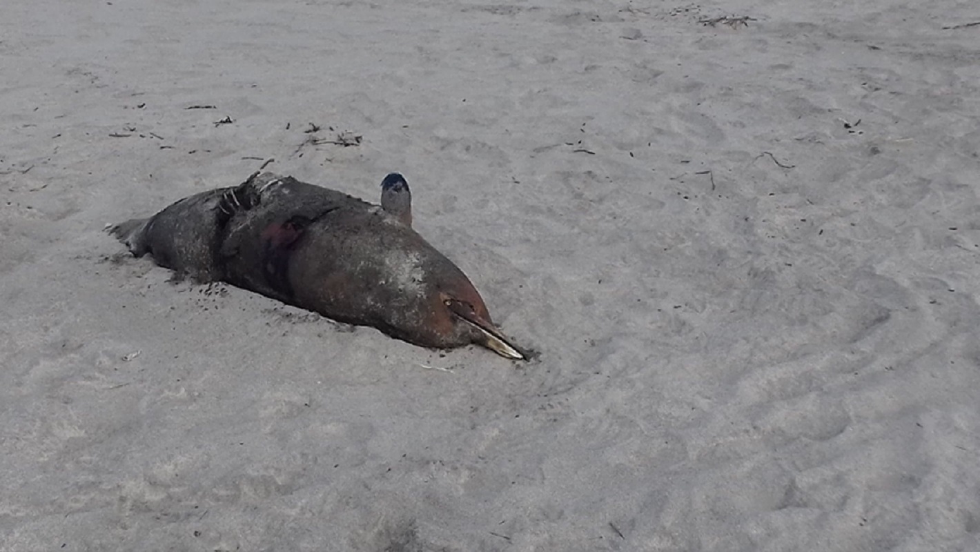 Cadáver de golfinho encontrado na praia de Cabedelo removido hoje
