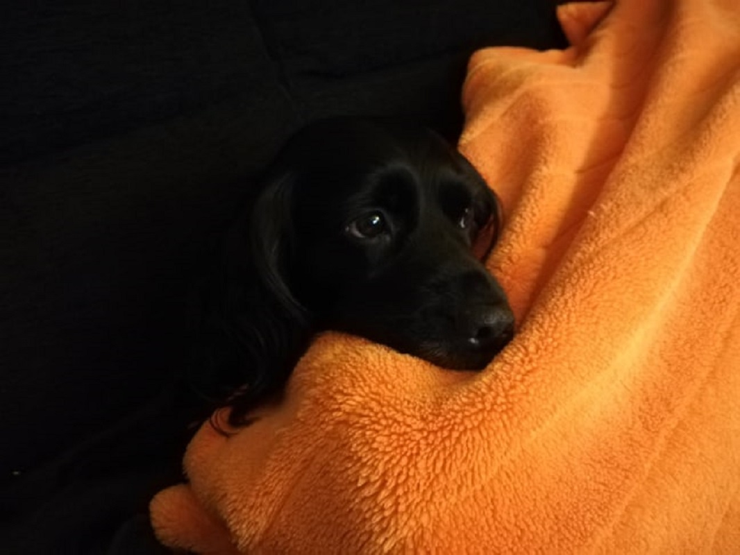 Vila Animal apela à solidariedade de Famílias de Acolhimento Temporário