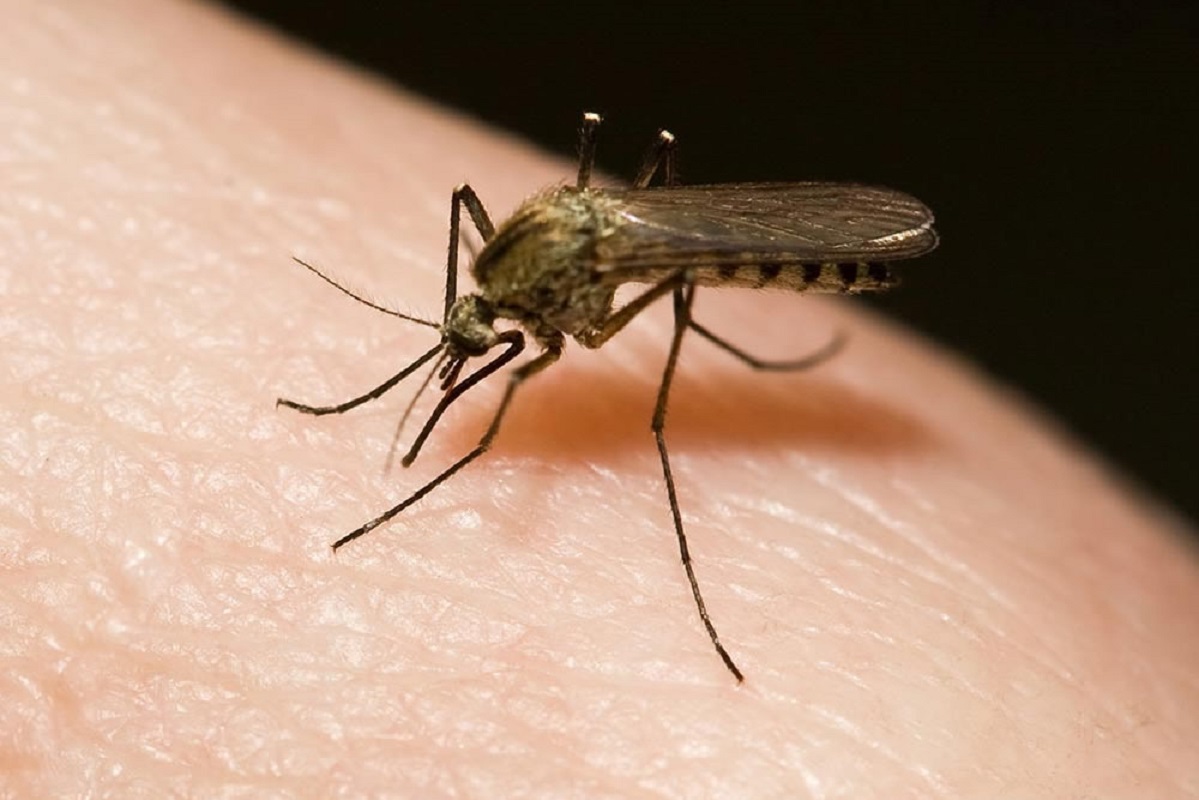 Doenças transmitidas por mosquitos em debate na Escola Superior de Ciências Empresariais de Valença