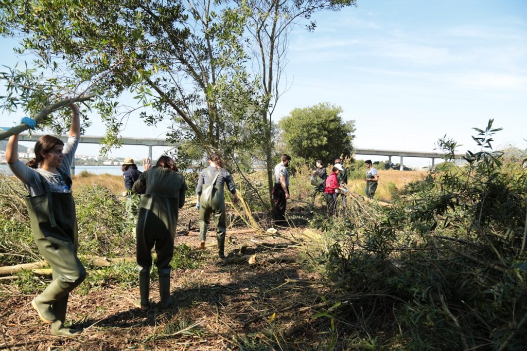 Câmara de Viana iniciou cruzada contra espécies invasoras nas ínsuas do rio Lima