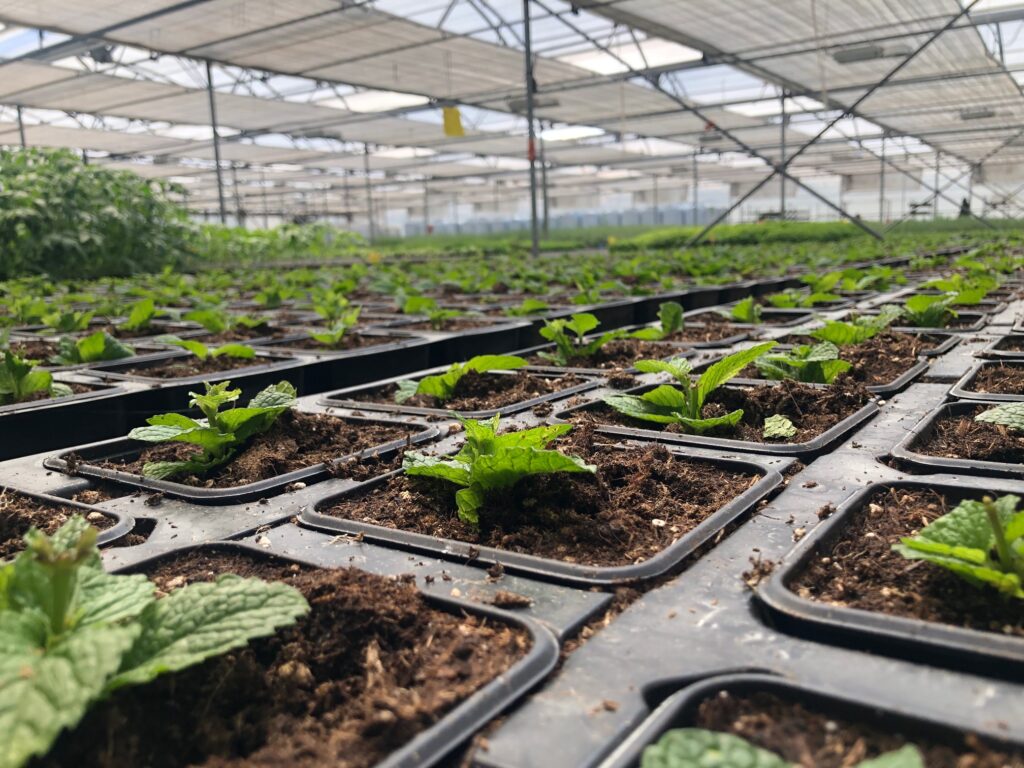 Governador da província angolana de Malanje “muito satisfeito” com visita a Aromáticas Vivas