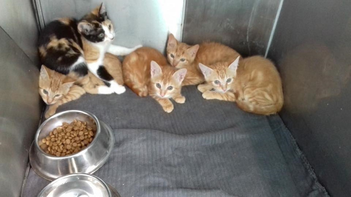 Câmara de Caminha e Associação Selva dos Animais Domésticos assinam protocolo de intervenção