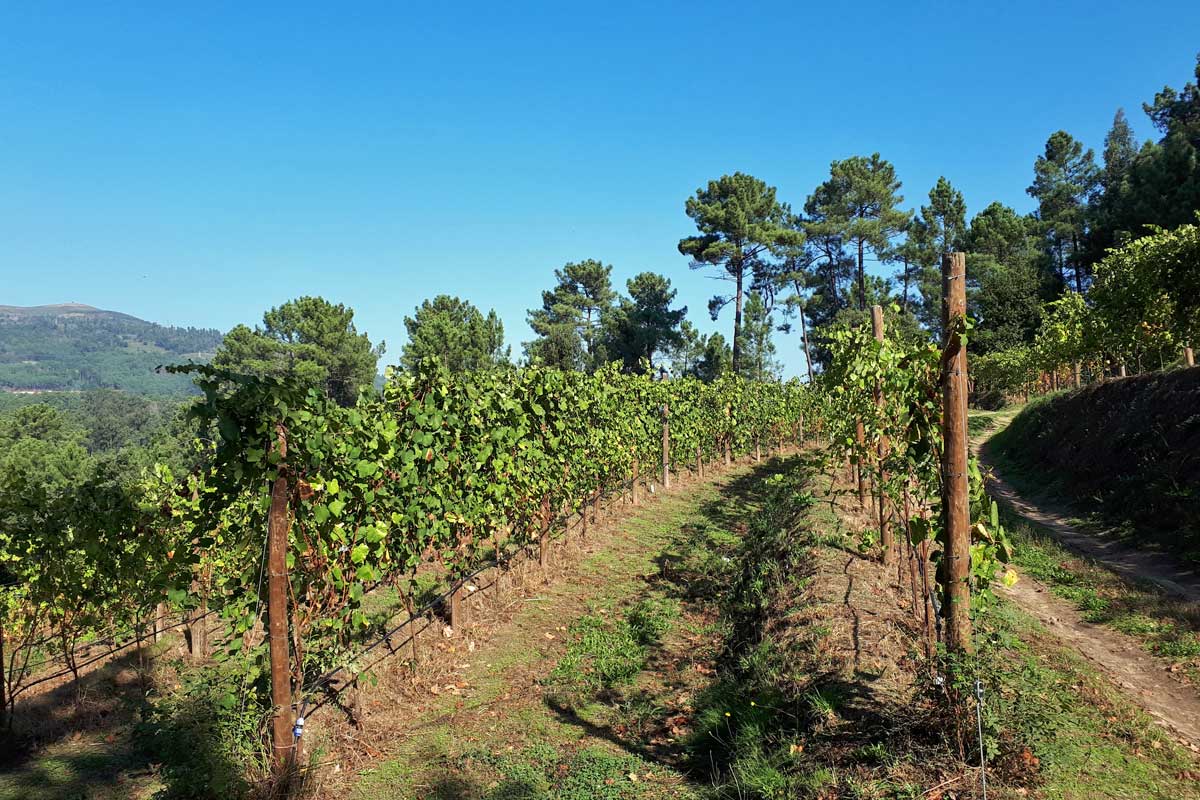 Quanto Custa Plantar Um Hectare De Vinha