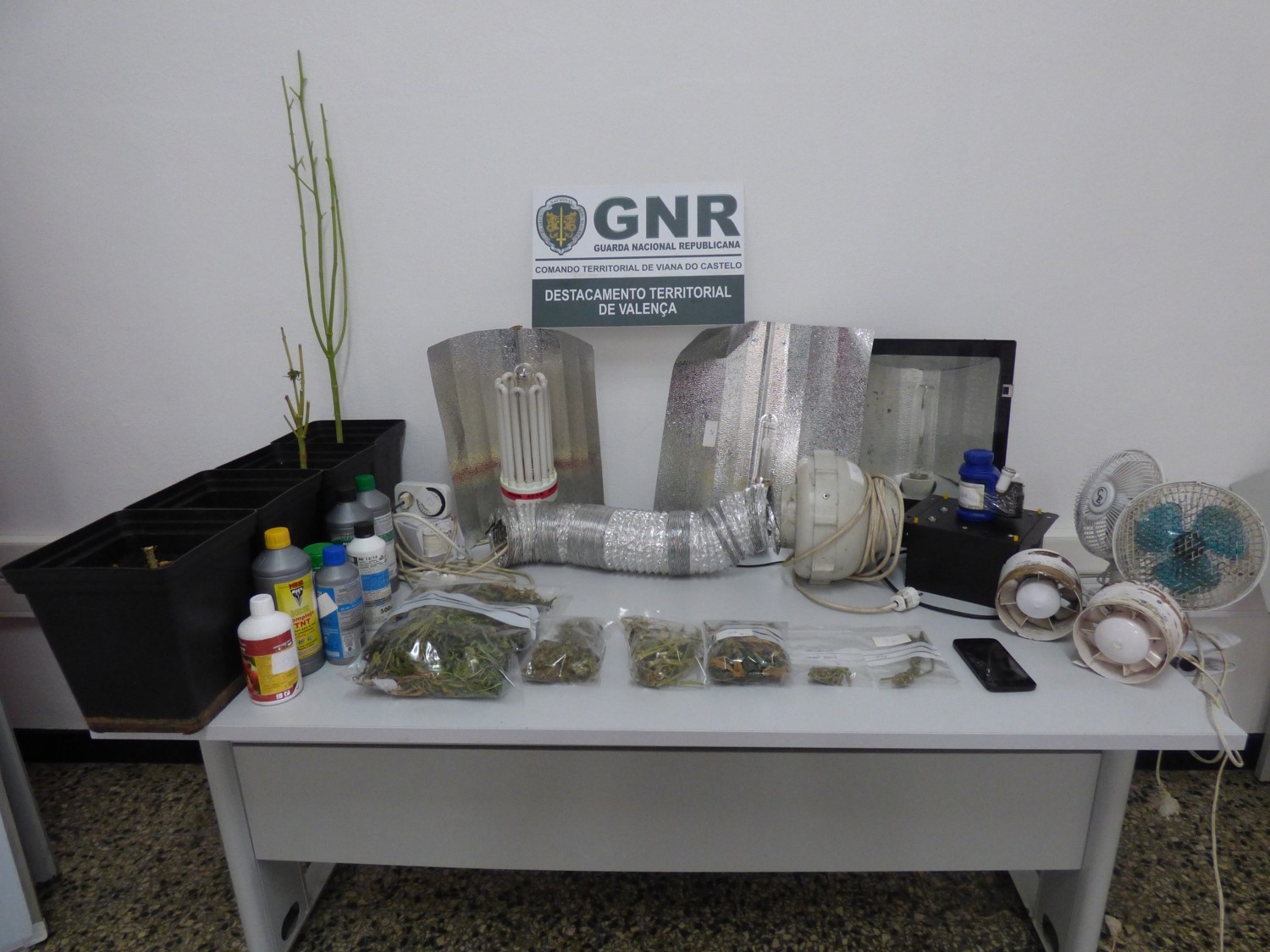 GNR desmantela em Valença uma estufa de cannabis