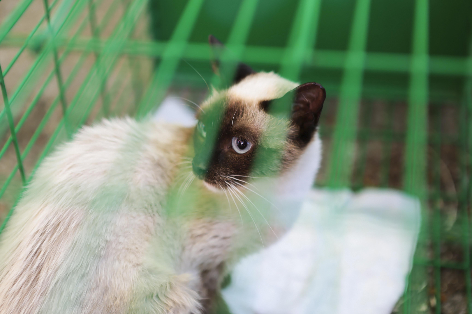 Caminha tem em curso duas campanhas de esterilização de animais
