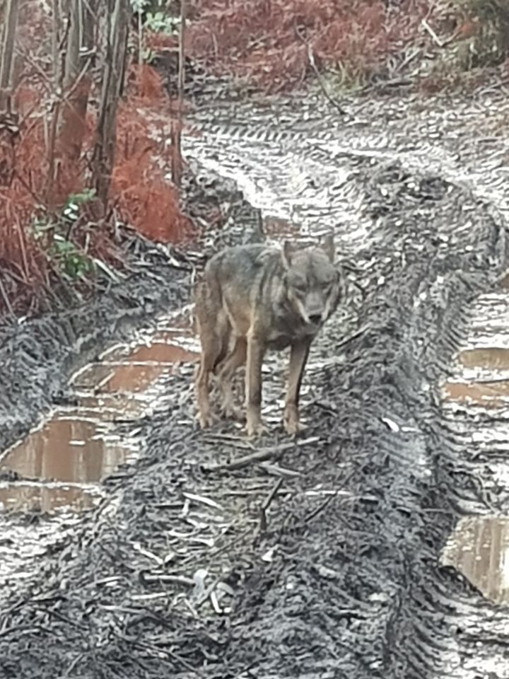 Exemplar do lobo ibérico fotografado na floresta de Outeiro