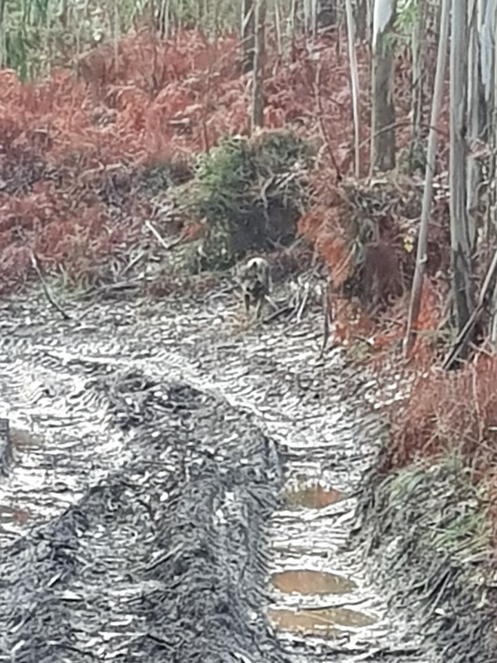 Exemplar do lobo ibérico fotografado na floresta de Outeiro
