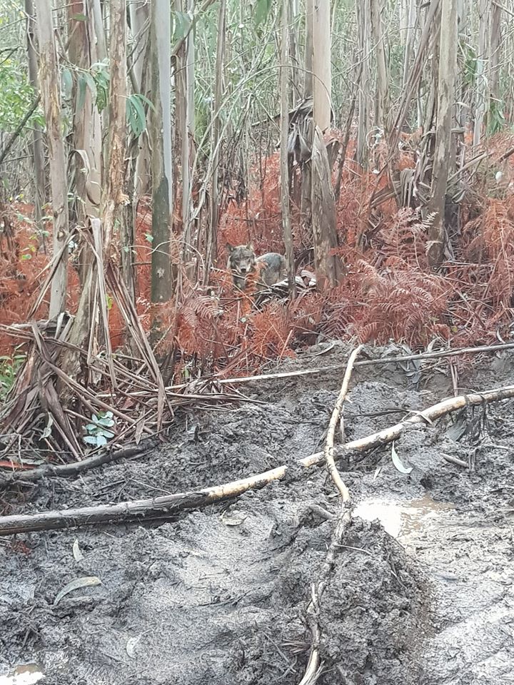 Exemplar do lobo ibérico fotografado na floresta de Outeiro