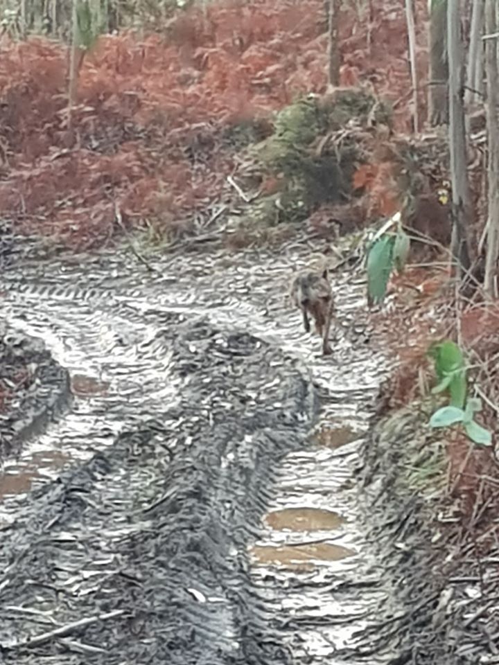 Exemplar do lobo ibérico fotografado na floresta de Outeiro