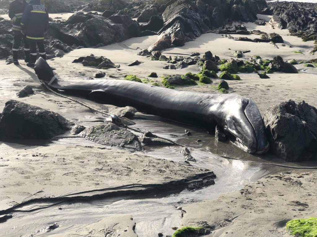 Baleia com 6 metros de comprimento e 2,5 toneladas dá à costa com vida, mas acaba por morrer na Praia Norte