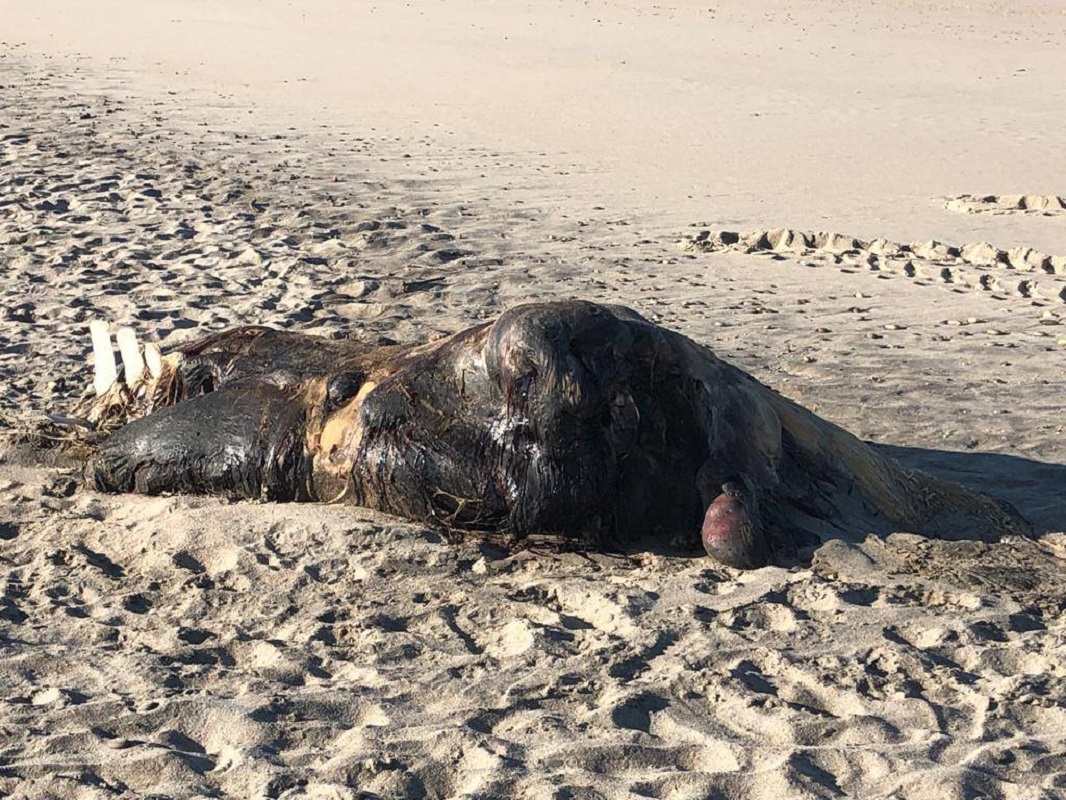 Com vídeo:Parte de cadáver de baleia morta que deu à costa enterrada na praia do Rodanho