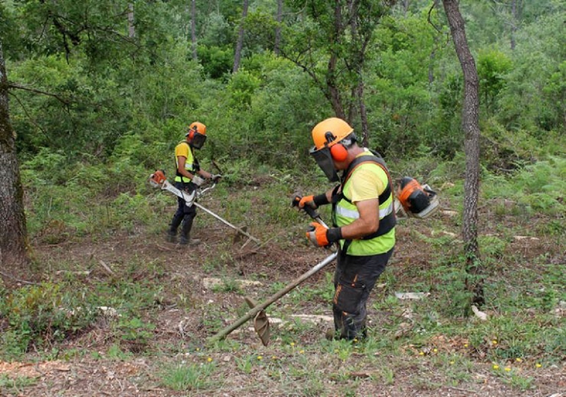 Limpeza das faixas de gestão de combustível atinge 75% e 1.450 hectares em Viana do Castelo