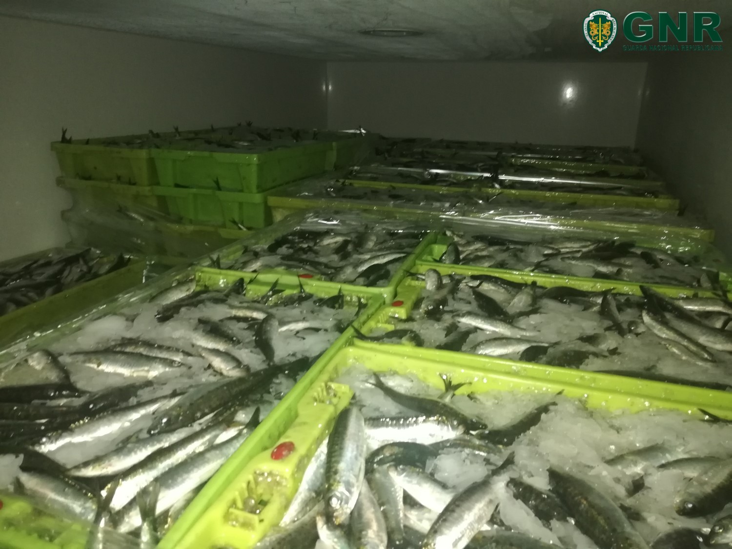Apreendidos em Viana do Castelo de 2.100 quilos de sardinha por fuga à lota