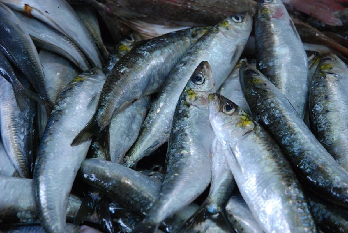 Viana do Castelo: Apreensão de 437 quilos de sardinha