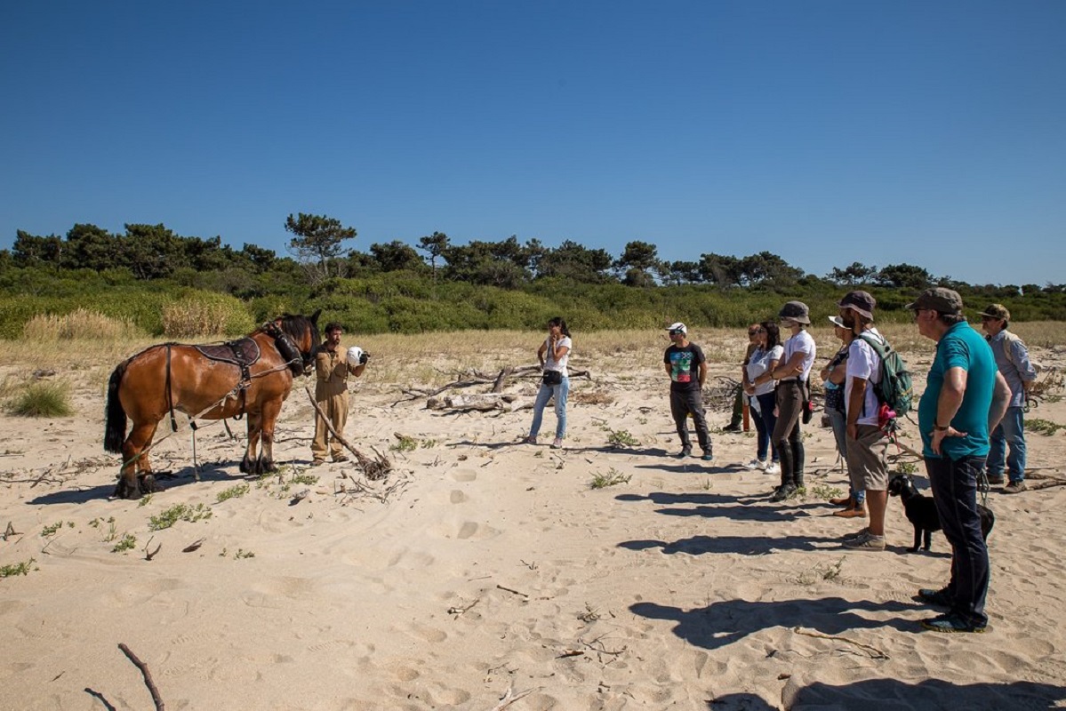 Papel dos animais de trabalho destacado em jornadas realizadas em Caminha
