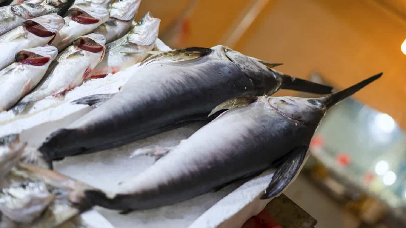 GNR apreende em Viana do Castelo 190 mil euros de atum-rabilho e espadarte