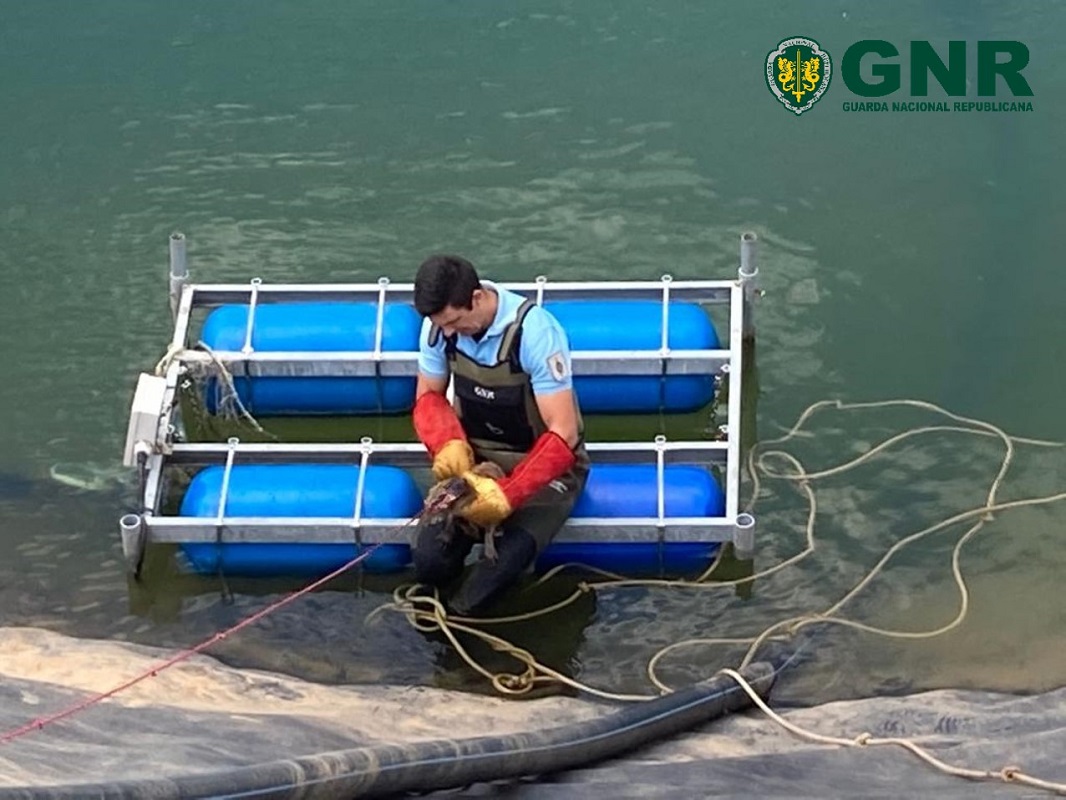 C/Vídeo: GNR resgata raposa em Ponte de Lima