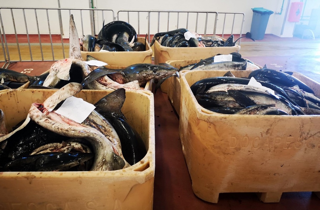 Apreendidas 10 toneladas de tintureira e tubarão anequim em Viana do Castelo