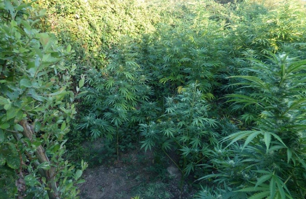 homem de 65 anos detido em Vila Nova de Cerveira por cultivo de cannabis