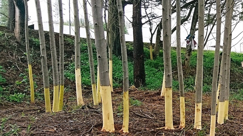 Esposende promove ações sobre plantas invasoras