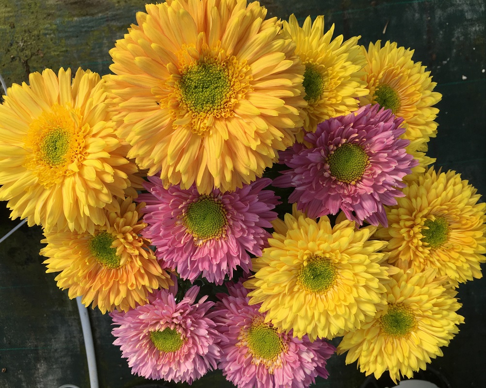 Venda de flores para os cemitérios caiu 30 por cento