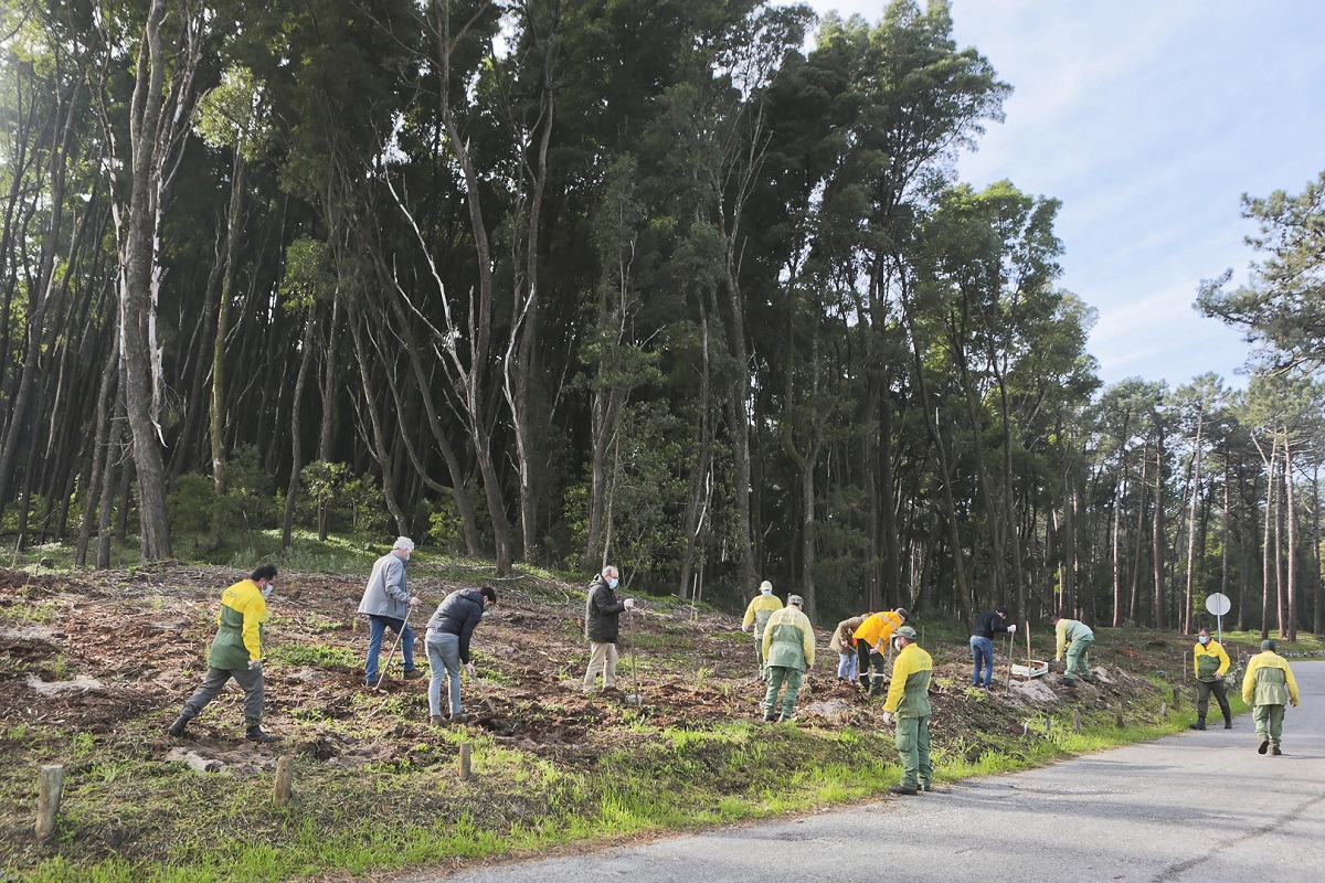 Caminha: 4000 árvores plantadas na Mata do Camarido