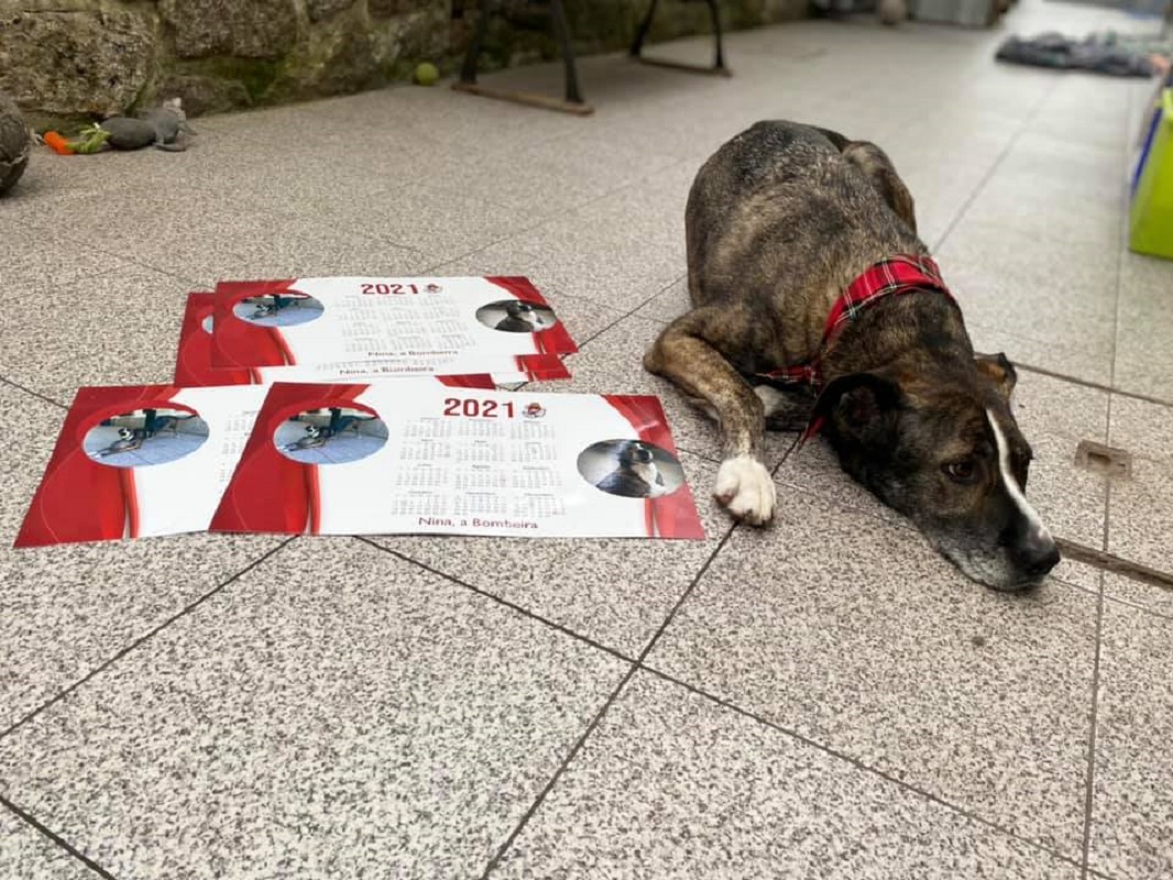 Bombeiros Voluntários de Viana: Está de regresso o calendário solidário da cadela “Nina”