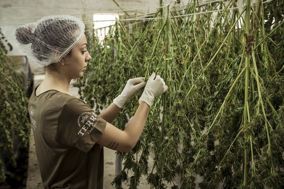 Composto da Cannabis com benefícios comprovados para várias doenças