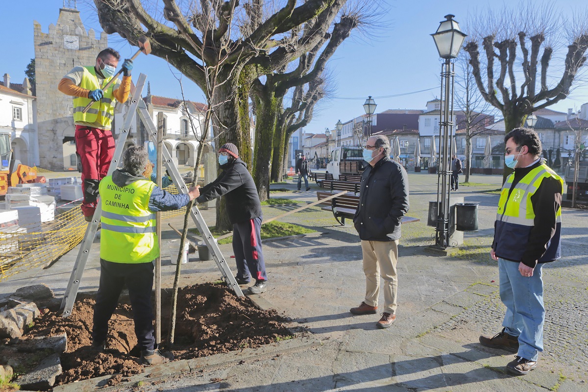 Caminha: Município substitui árvores degradadas no Centro Histórico