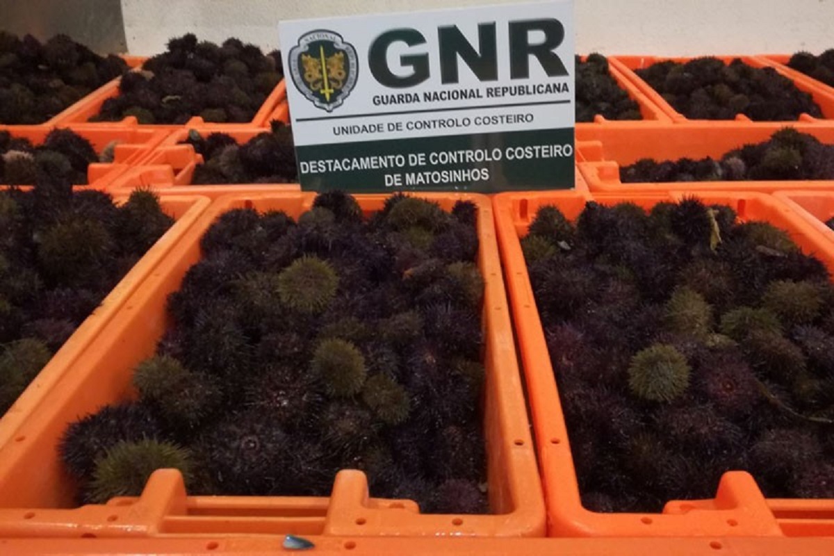GNR apreende mais de 700 quilos de ouriços-do-mar em Viana do Castelo