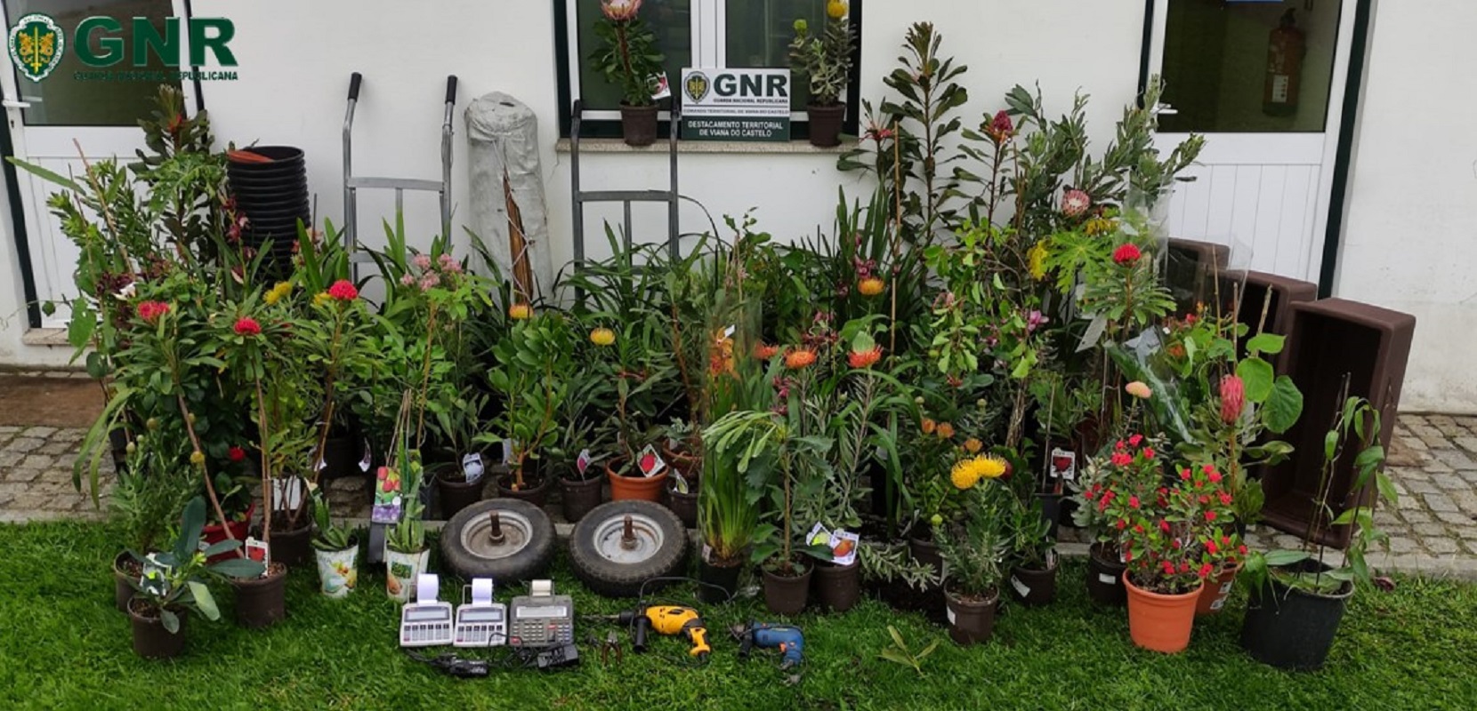 Viana do Castelo: Homem surpreendido pela GNR a roubar plantas no interior de um viveiro foi detido em flagrante