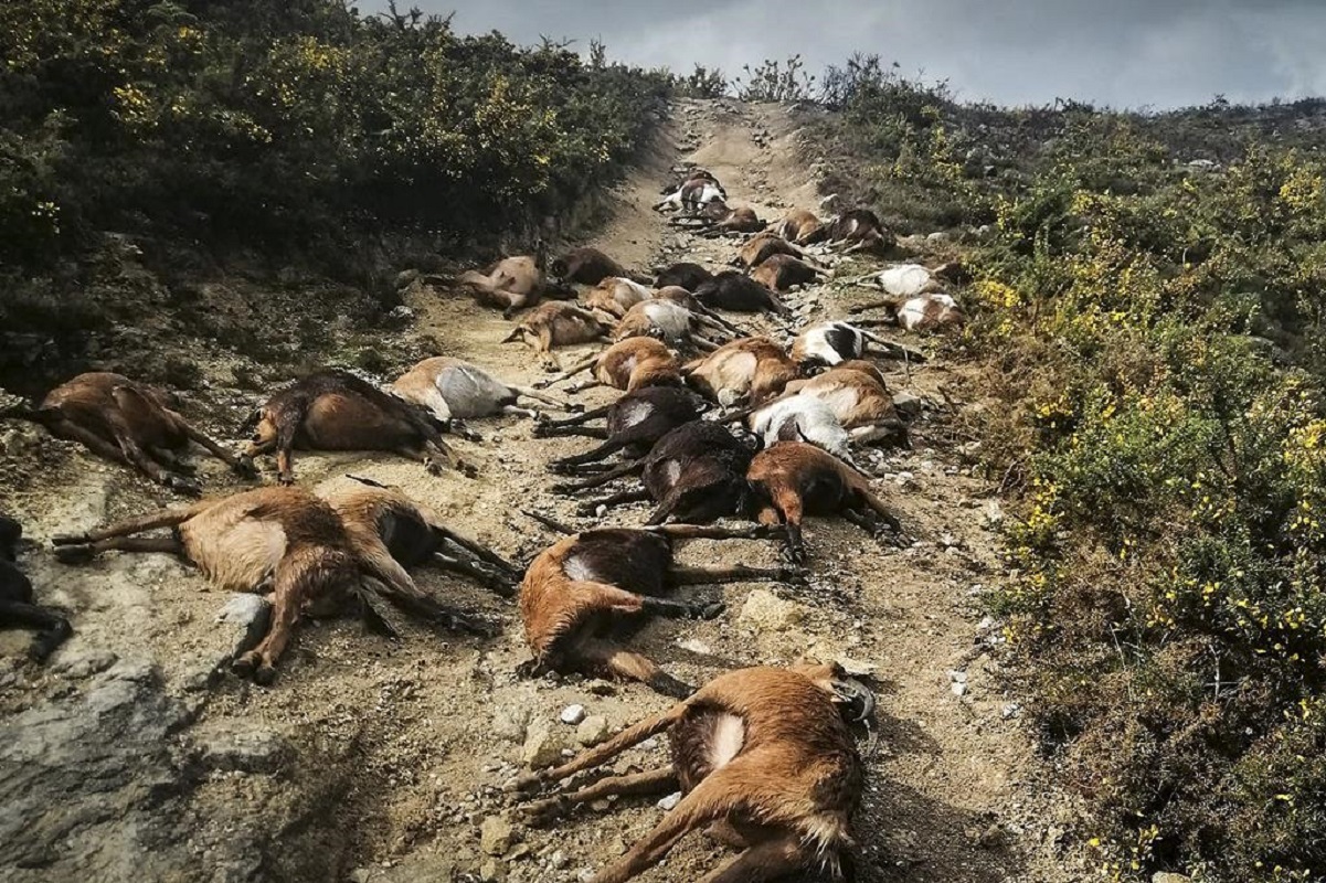 Veterinários recolhem ajuda para pastor que perdeu 68 cabras em Arcos de Valdevez